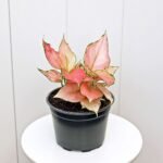 Aglaonema Red Zircon