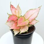 Aglaonema Red Zircon
