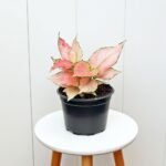 Aglaonema Red Zircon