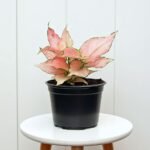 Aglaonema Red Zircon