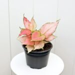 Aglaonema Red Zircon