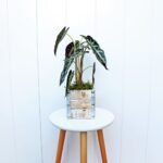 Alocasia Bambino