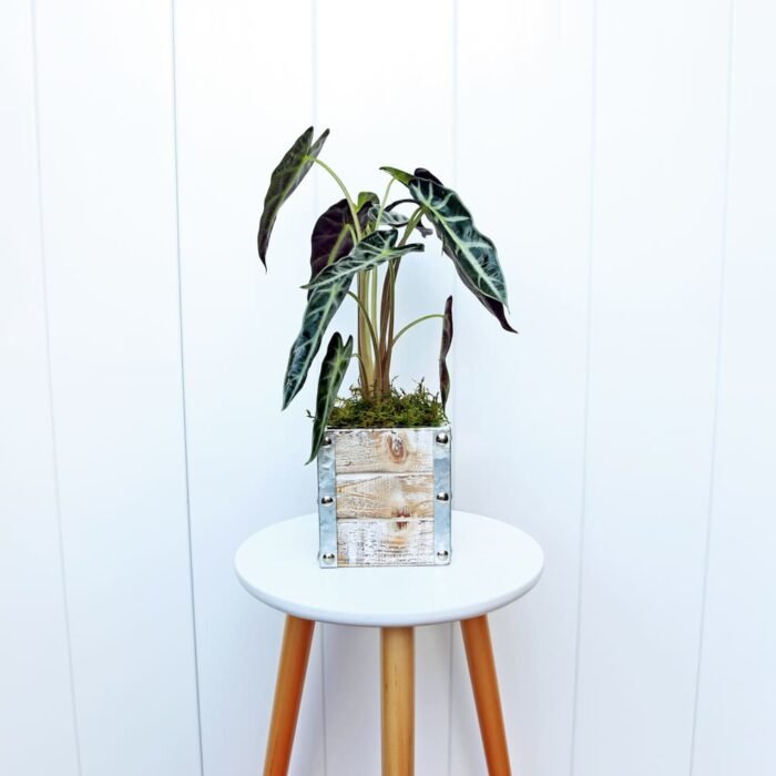 Alocasia Bambino