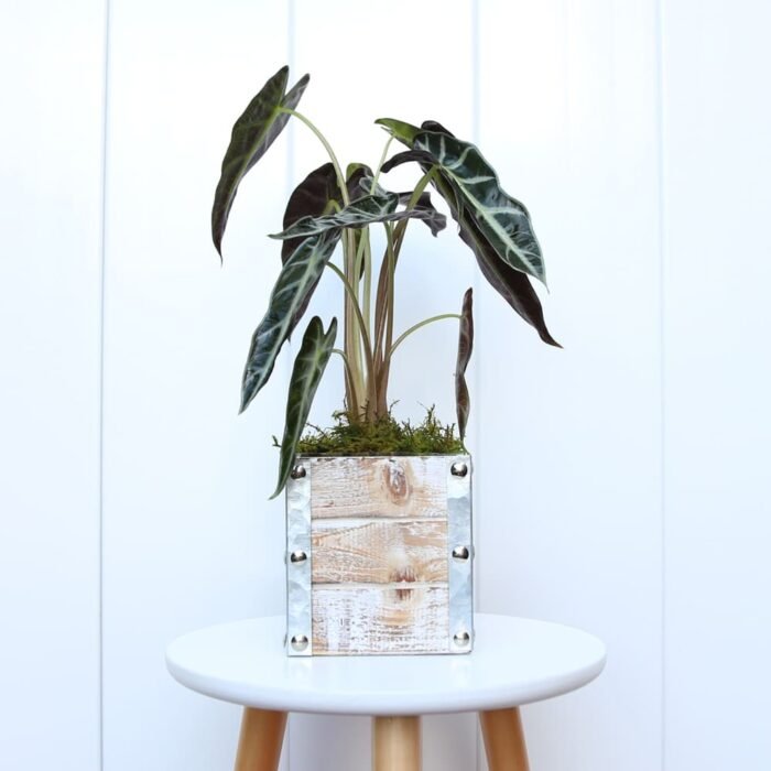 Alocasia Bambino