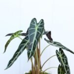 Alocasia Bambino