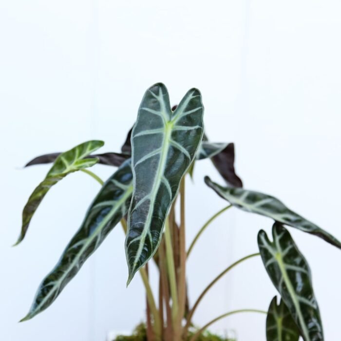 Alocasia Bambino