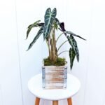 Alocasia Bambino