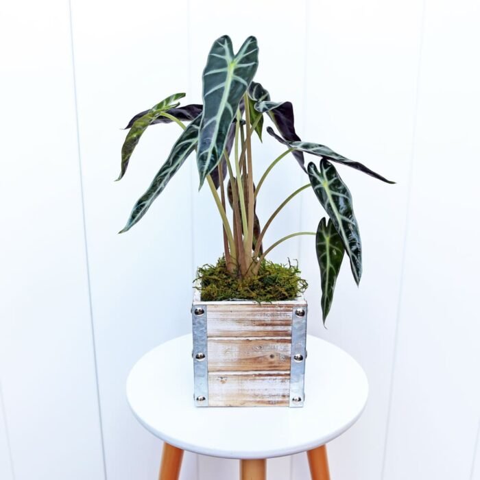 Alocasia Bambino