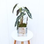 Alocasia Bambino