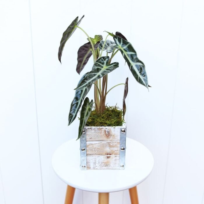 Alocasia Bambino
