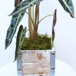 Alocasia Bambino