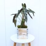 Alocasia Bambino
