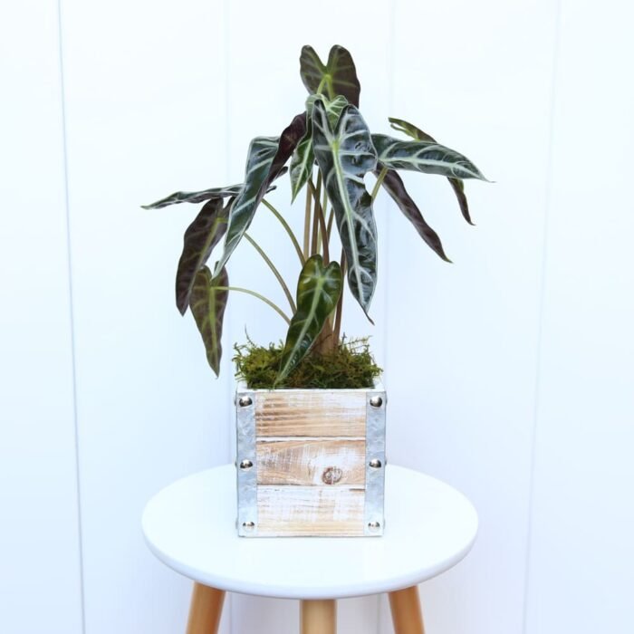 Alocasia Bambino