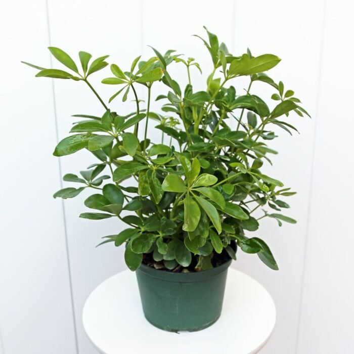 Variegated Hawaiian Schefflera