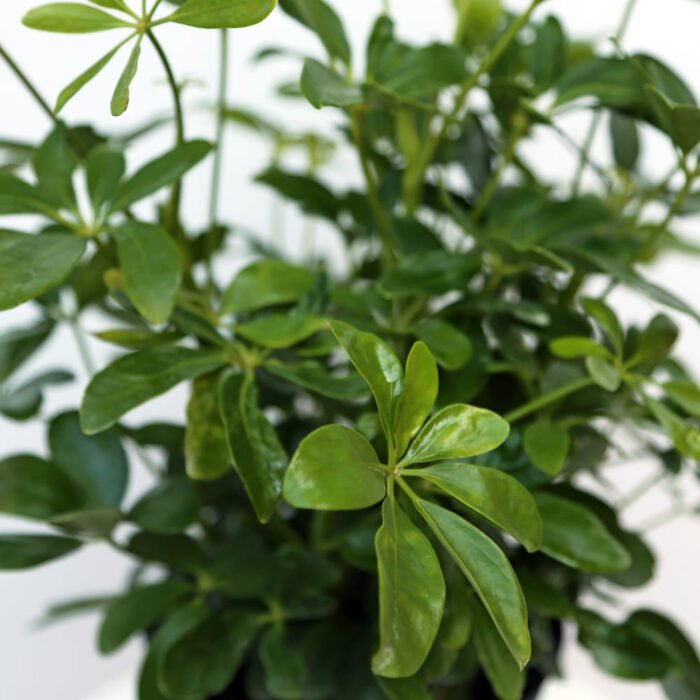 Variegated Hawaiian Schefflera