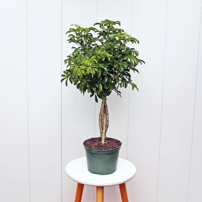 Variegated Hawaiian Schefflera