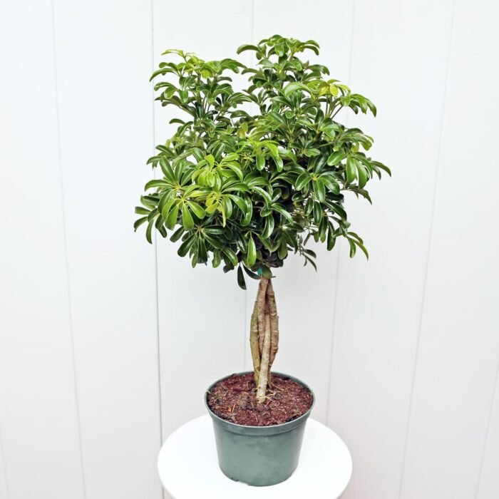 Variegated Hawaiian Schefflera