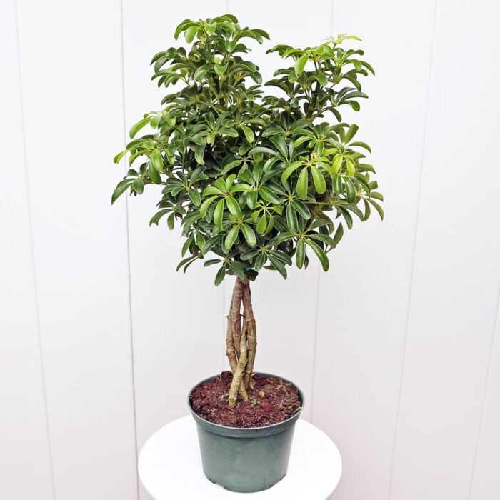 Variegated Hawaiian Schefflera