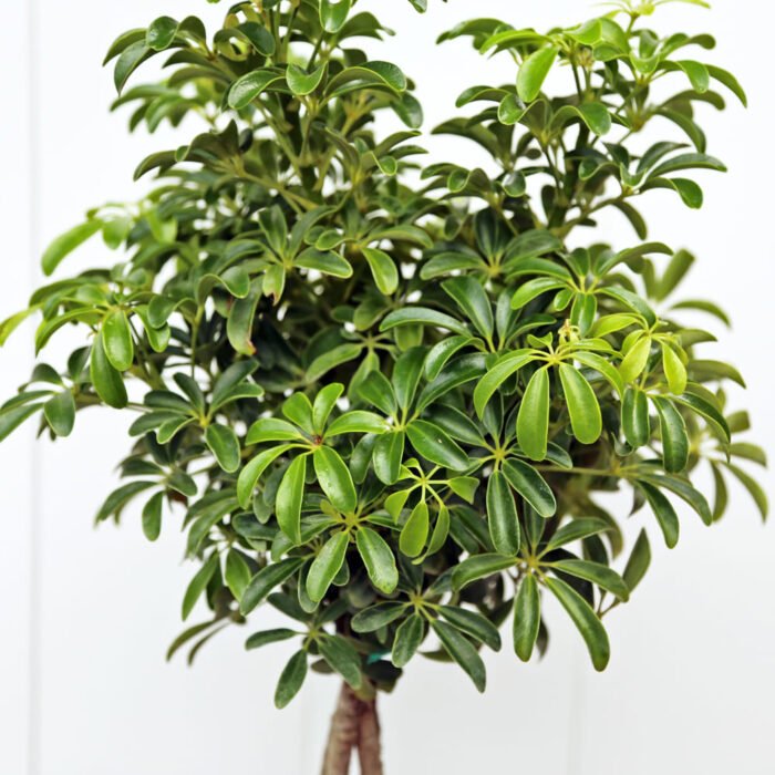 Variegated Hawaiian Schefflera