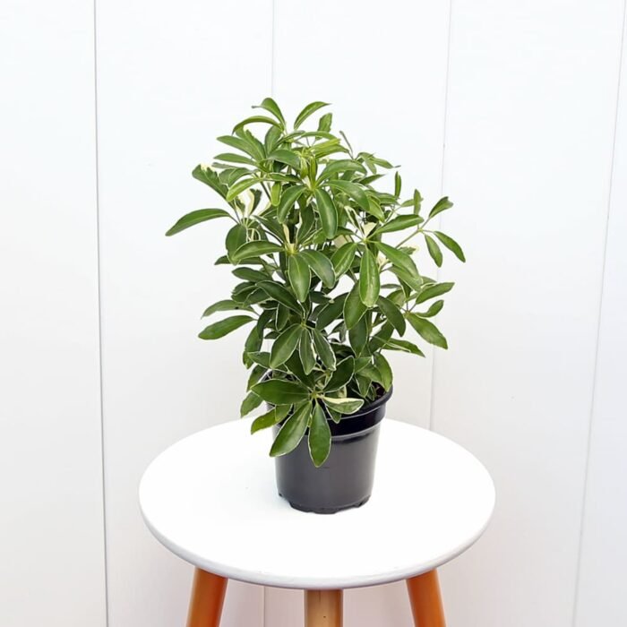 Variegated Hawaiian Schefflera