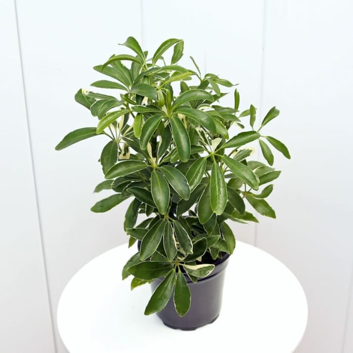 Variegated Hawaiian Schefflera