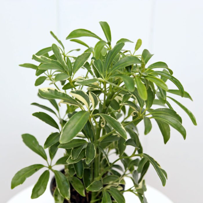 Variegated Hawaiian Schefflera