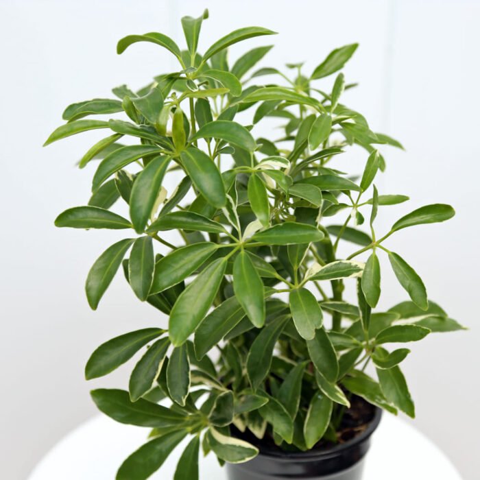 Variegated Hawaiian Schefflera
