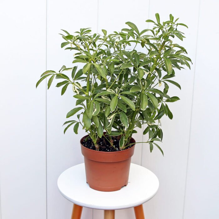 Variegated Hawaiian Schefflera