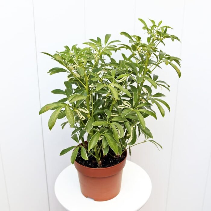 Variegated Hawaiian Schefflera