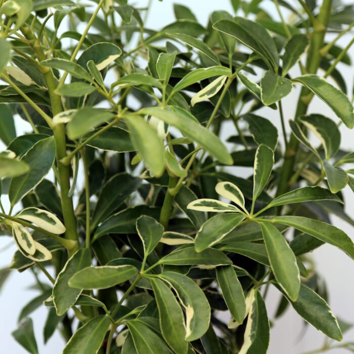 Variegated Hawaiian Schefflera