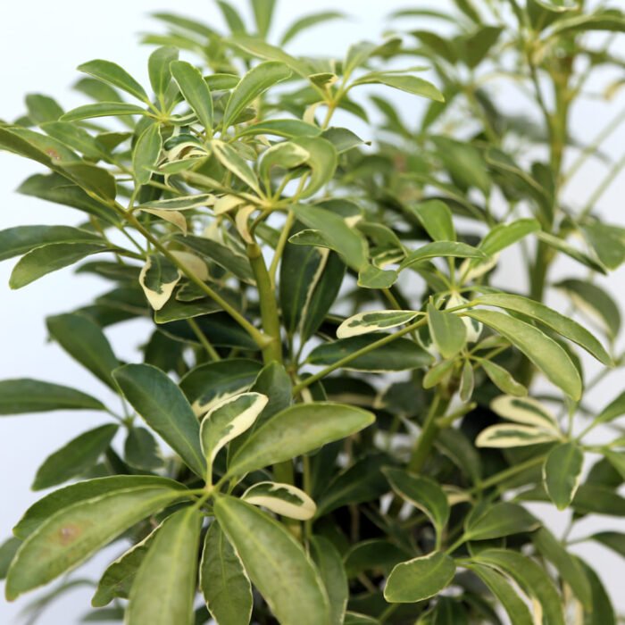 Variegated Hawaiian Schefflera