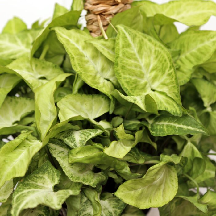 Syngonium White Butterfly