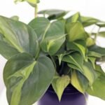 Brazilian Philodendron