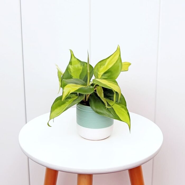 Brazilian Philodendron