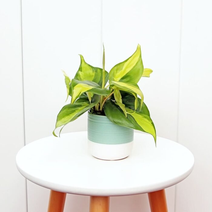 Brazilian Philodendron