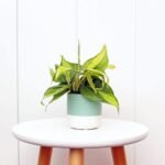 Brazilian Philodendron