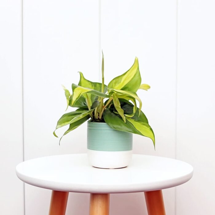 Brazilian Philodendron
