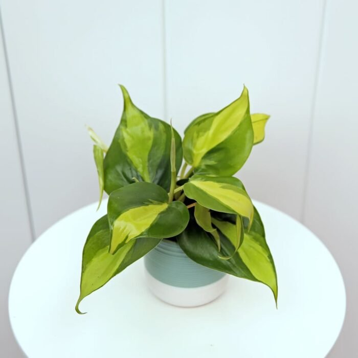 Brazilian Philodendron