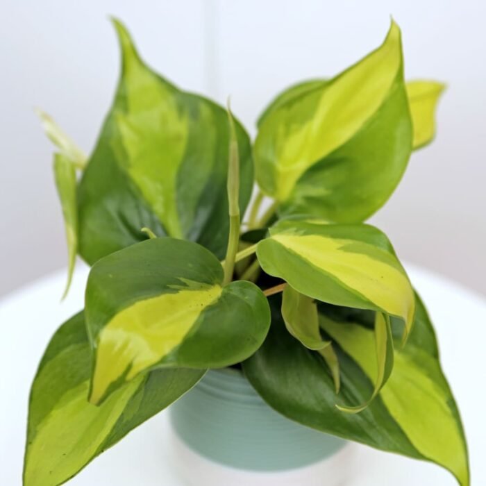 Brazilian Philodendron