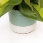 Brazilian Philodendron