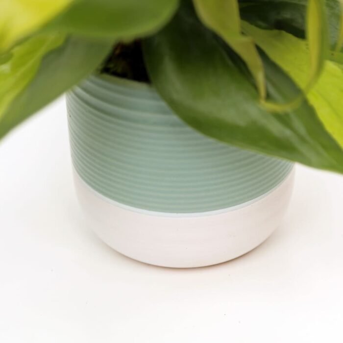 Brazilian Philodendron