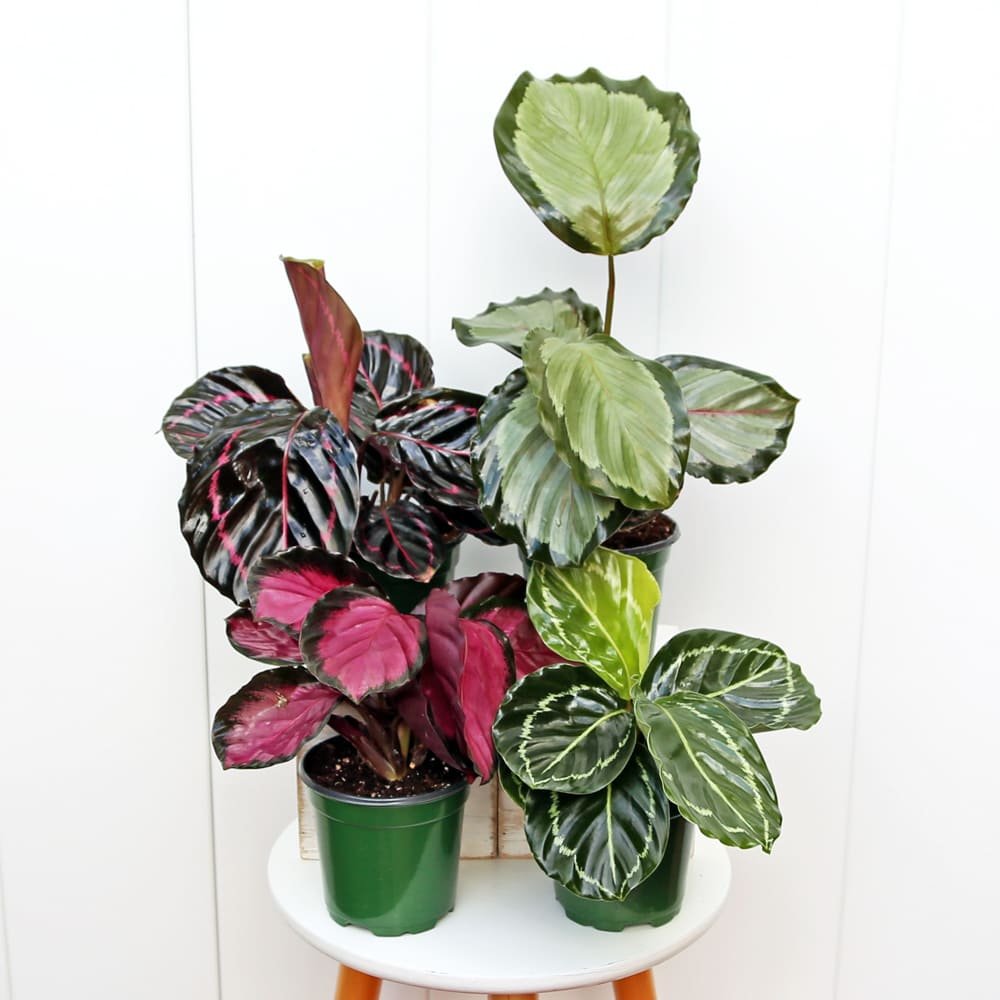 CalatheaCombo4-1