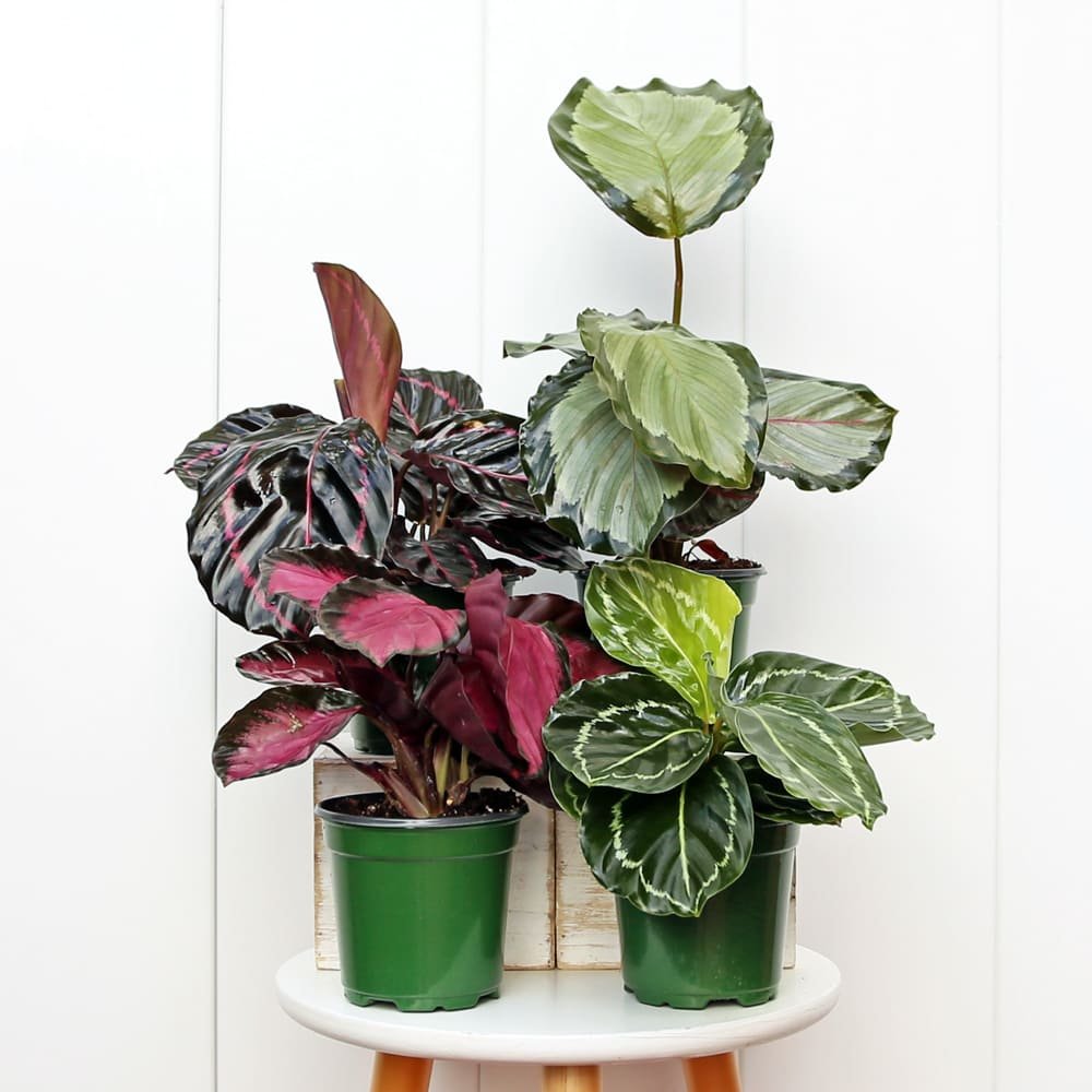 CalatheaCombo4-2