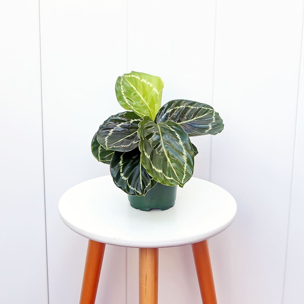 CalatheaMedallion4-1