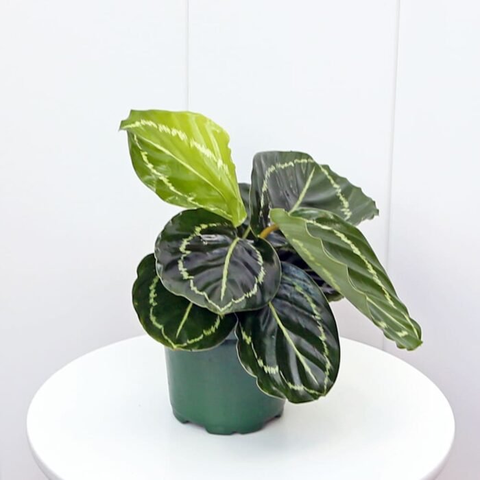 Calathea Roseopicta Medallion