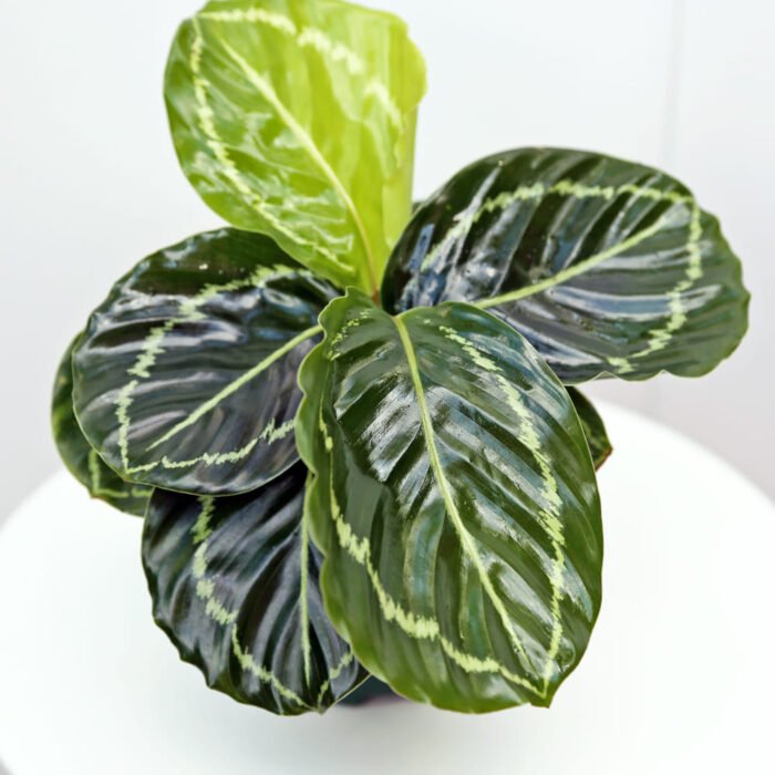 Calathea Roseopicta Medallion