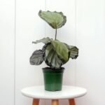 Calathea Roseopicta Corona
