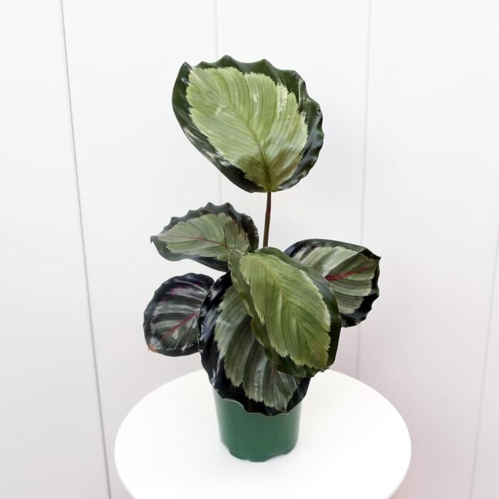 Calathea Roseopicta Corona
