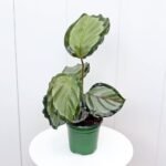 Calathea Roseopicta Corona