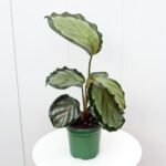 Calathea Roseopicta Corona